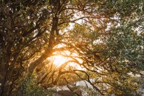 Vista panorâmica de galhos de árvores com luz dourada do amanhecer brilhando através da folhagem — Fotografia de Stock