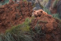 Ours brun marchant sur un terrain rocheux — Photo de stock