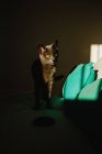 Niedliche Katze steht auf dem Bett unter Lichtstrahl im dunklen Schlafzimmer — Stockfoto