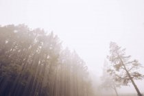 Vue des grands épinettes dans le brouillard — Photo de stock