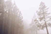 Вид на високі ялини в туманний день — стокове фото