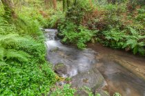 Cours d'eau dans les fougères forestières végétation humide en Galice, Espagne — Photo de stock