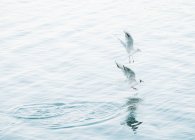 Kleine Möwen jagen Fische und fliegen über ruhiges Wasser in Finnland — Stockfoto