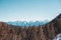 Bergpanorama mit grünen Wäldern im Winter — Stockfoto