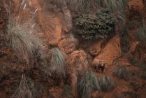 Бурый медведь ходит по скалистой местности — стоковое фото