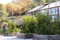 Vue latérale du mâle adulte en tenue décontractée cueillette de tomates à partir de plantes à l'extérieur de la serre par une journée ensoleillée à la ferme — Photo de stock