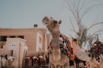 Zwei Kamele mit Ziersätteln stehen vor der Kamera, während sie mit Wohnwagen in der Wüste bei Kairo, Ägypten, unterwegs sind — Stockfoto