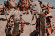 Two camels with ornamental saddles standing near camera while traveling with caravan in desert near Cairo, Egypt — Stock Photo