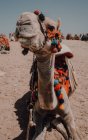Kamel mit Ziersätteln vor laufender Kamera während einer Reise mit Wohnwagen in der Wüste bei Kairo, Ägypten — Stockfoto
