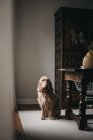 Erwachsene traurig schöne flauschige reinrassige Hund sitzt auf Teppich neben Holztisch mit Topfpflanze und blickt in die Kamera — Stockfoto