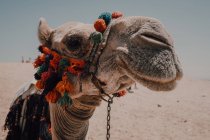 Cammello con selle ornamentali in piedi vicino alla fotocamera mentre si viaggia con carovana nel deserto vicino al Cairo, Egitto — Foto stock