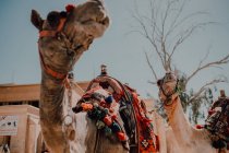 Deux chameaux avec des selles ornementales debout près de la caméra tout en voyageant avec caravane dans le désert près du Caire, en Egypte — Photo de stock