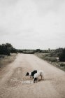 Adult pretty furry purebred dog walking on dirty road with puddles in nature — Stock Photo
