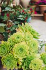Closeup of green succulents in pot in garden — Stock Photo