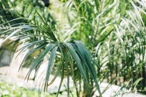 Nahaufnahme von Palmenblättern an einem sonnigen Tag — Stockfoto