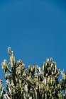 Close-up de cacto com hastes verdes altas crescendo contra o céu azul claro — Fotografia de Stock