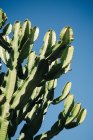 Крупный план кактуса с высокими зелеными стеблями, растущими на фоне чистого голубого неба — стоковое фото