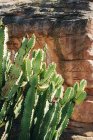 Gros plan de cactus avec de hautes tiges vertes poussant sur fond en bois à l'extérieur — Photo de stock