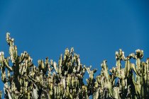 Primo piano di cactus con alti fusti verdi che crescono contro il cielo blu chiaro — Foto stock