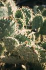 Крупним планом кактуси, що ростуть в сонячній природі — стокове фото