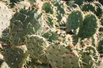 Gros plan de cactus poussant dans une nature ensoleillée — Photo de stock