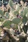 Primer plano de los cactus que crecen en naturaleza soleada - foto de stock
