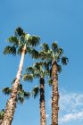 Вид высоких пальм с пышными листьями на фоне голубого неба в солнечный день — стоковое фото