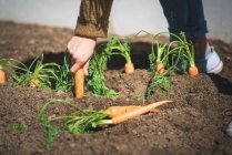 Cropped image of woman in casual outfit pulling ripe carrot from soil on sunny day on farm — Stock Photo