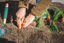 Image recadrée de la femme en tenue décontractée tirant la carotte mûre du sol par une journée ensoleillée à la ferme — Photo de stock