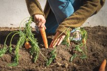 Cropped image of woman in casual outfit pulling ripe carrot from soil on sunny day on farm — Stock Photo