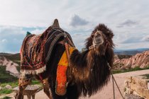 Camelo lanoso com sela ornamental em pé contra colinas e céu nublado na Capadócia, Turquia — Fotografia de Stock