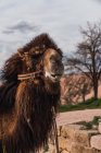 Wolliges Kamel mit Ziersattel vor Hügeln und wolkenverhangenem Himmel in Kappadokien, Truthahn — Stockfoto