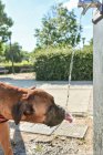 Boxer-Hund durstig trinkt Wasser aus Brunnen — Stockfoto
