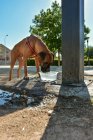 Boxer-Hund durstig trinkt Wasser aus Brunnen — Stockfoto