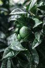 Зеленый незрелый апельсин на ветке на плантации в каплях воды — стоковое фото