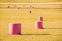 Зернові тюки, загорнуті рожевим пластиком, кампанія проти раку молочної залози — стокове фото