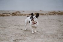Manchado Bulldog francés de pie en la playa de arena en el día aburrido - foto de stock