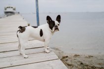 Adorabile Bulldog francese in piedi sul molo di legno nella giornata grigia sulla spiaggia — Foto stock
