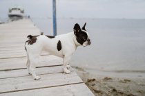 Entzückende französische Bulldogge, die an einem grauen Tag am Strand auf einem Holzsteg steht — Stockfoto