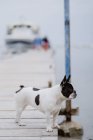 Adorable Bulldog francés de pie en el muelle de madera en día gris en la playa - foto de stock
