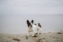 Neugierige französische Bulldogge steht an grauen Tagen am Sandstrand — Stockfoto