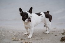 Adorable French Bulldog standing on sand near sea on gray day — Stock Photo
