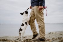Unrecognizable male holding stick with French Bulldog hanging on it while standing on sandy shore near calm sea — Stock Photo