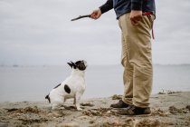 Неузнаваемый мужчина держит палку с французским бульдогом, висящим на ней, стоя на песчаном берегу около спокойного моря. — стоковое фото