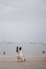 Очаровательный французский бульдог сидит на деревянном пирсе в серый день на пляже — стоковое фото