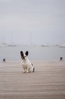 Entzückende französische Bulldogge sitzt an grauen Tagen am Strand auf einem hölzernen Steg — Stockfoto