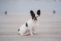 Adorabile Bulldog francese seduto sul molo di legno nella giornata grigia sulla spiaggia — Foto stock