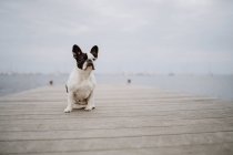 Adorable Bulldog francés sentado en el muelle de madera en día gris en la playa - foto de stock