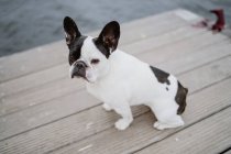 Nahaufnahme einer entzückenden französischen Bulldogge, die auf einem Holzsteg steht — Stockfoto