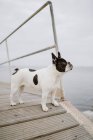Entzückende französische Bulldogge, die an einem grauen Tag am Strand auf einem Holzsteg steht — Stockfoto